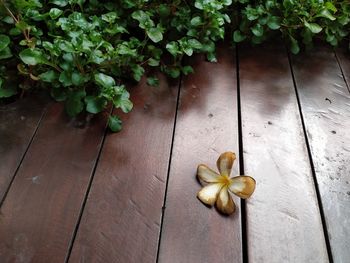 High angle view of flowering plant on wood