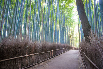 Road amidst trees in forest