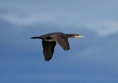 Low angle view of bird flying in sky