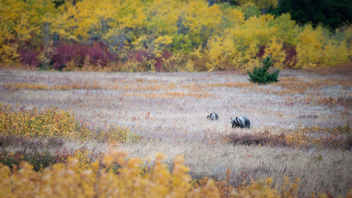 View of an animal on landscape