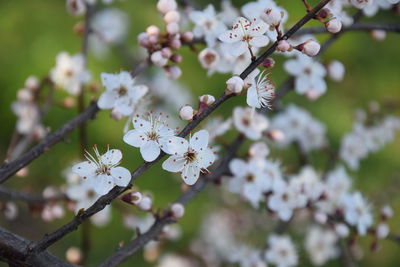 Close-up of cherry blossom