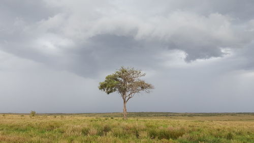 Tree on field against sky