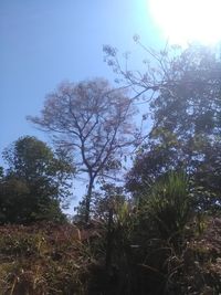 Low angle view of trees in forest against sky