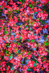 Full frame shot of red flowering plants