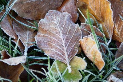 Close-up of plant in winter