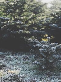 Close-up of plants against blurred background