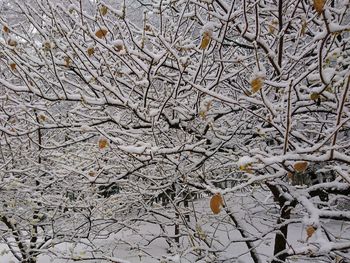 Full frame shot of bare tree during winter