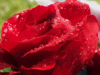 Close-up of pink rose