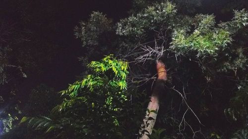 Low angle view of trees in forest at night
