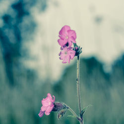 Close-up of pink flowers