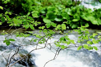 Close-up of fresh green plant