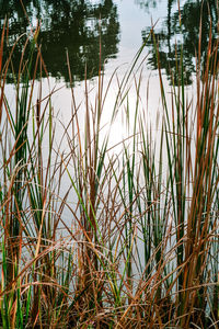 Scenic view of lake