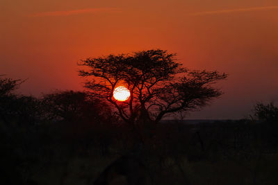 Low angle view of silhouette trees against sky during sunset