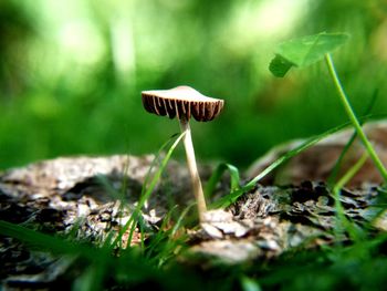 Close-up of mushroom growing on field