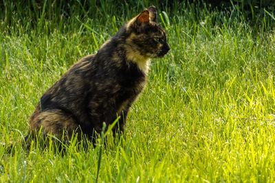 Cat on field