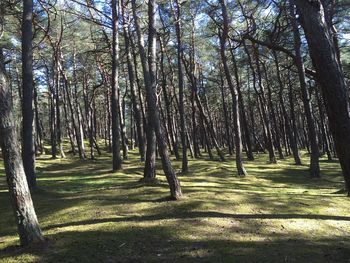 Trees in forest