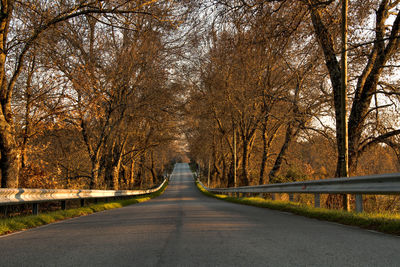 Road amidst trees