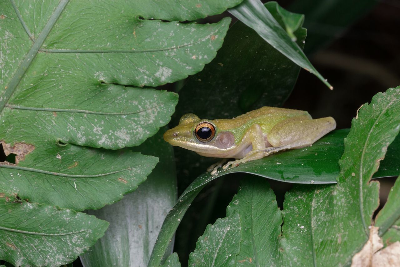 Frog white lipped