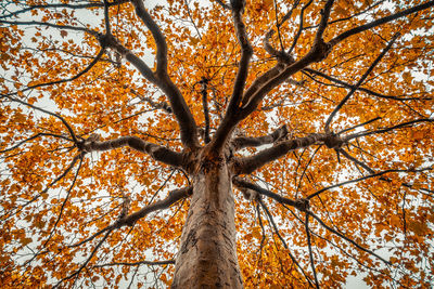 Low angle view of autumnal tree