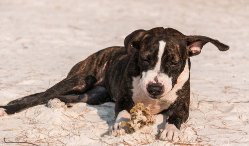 Portrait of a dog on beach