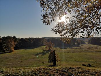 Tree on field against clear sky