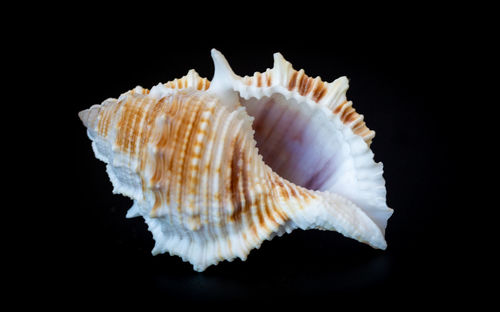 Close-up of shell over black background
