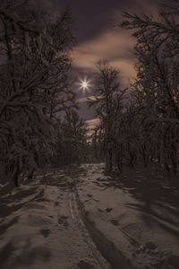 Snow covered trees against sky at night