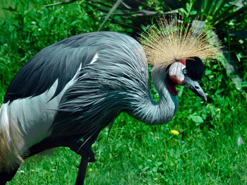 Close-up of a bird on field