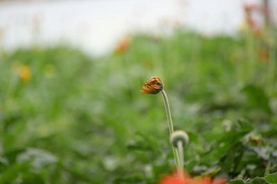 Close-up of red flowering plant on land