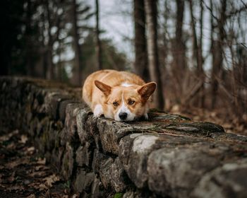 Portrait of dog in forest