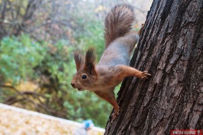 Close-up of red squirrel on tree trunk