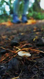 Close-up of fungus growing on field