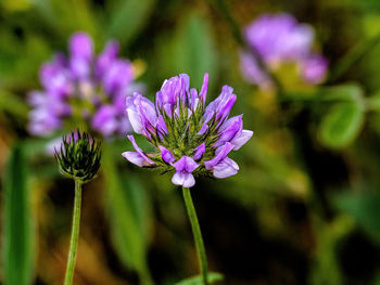 Close-up of purple flowering plant