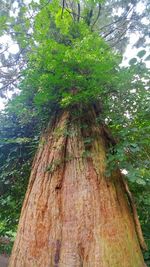 Low angle view of tree trunk in forest