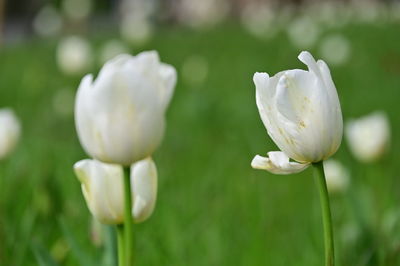 Close-up of white flowering plant