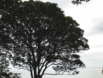 Low angle view of tree against sky