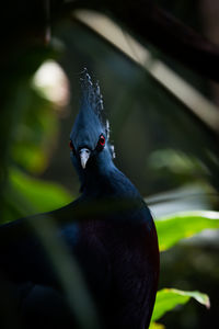 Close-up of bird