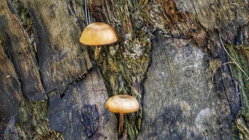 Close-up of mushrooms growing on tree trunk