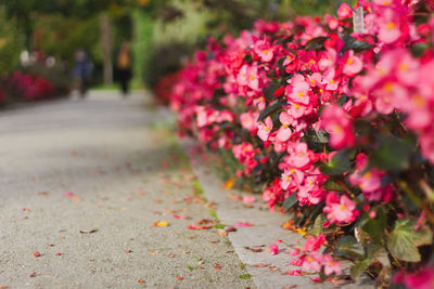 Close-up of pink flowering plants on footpath