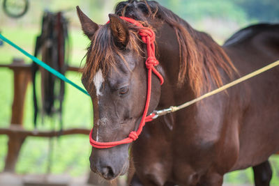 Horse in the field