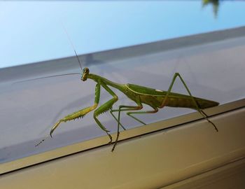 Close-up of insect against sky