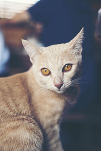 Close-up portrait of a cat