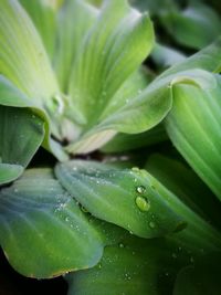 Close-up of water drops on leaves