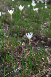 Close-up of white crocus blooming outdoors