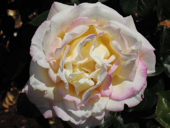 Close-up of pink rose blooming outdoors