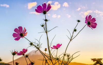 Close-up of pink cosmos flowers against sky