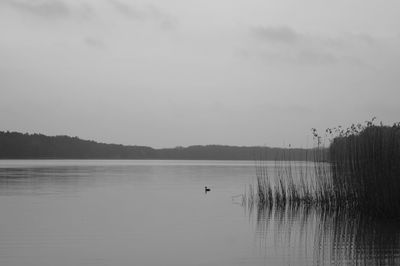 Swan swimming in lake against sky