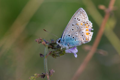 Butterfly on plant