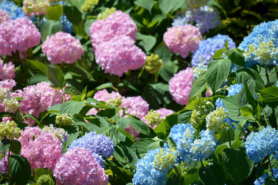 Close-up of pink flowering plants