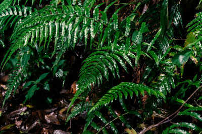 Close-up of fern leaves